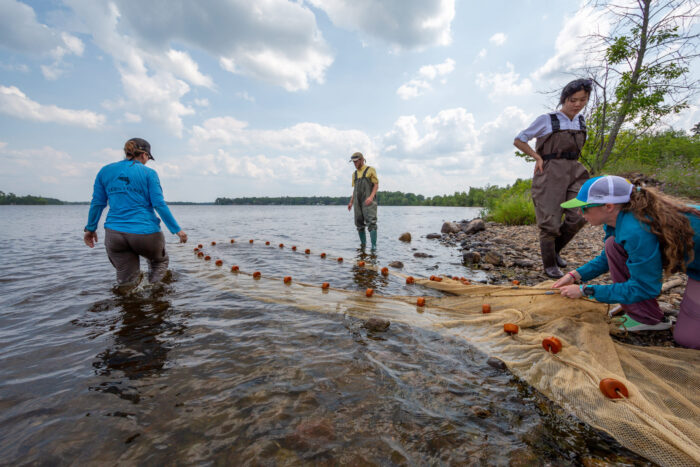 Study shows zebra mussels contribute to elevated mercury levels in walleye and aquatic food webs