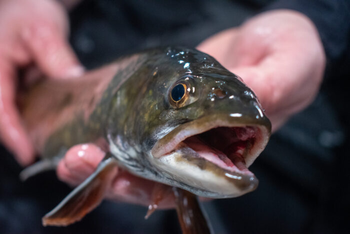 DNR works to update fisheries management plans including several in Cook County