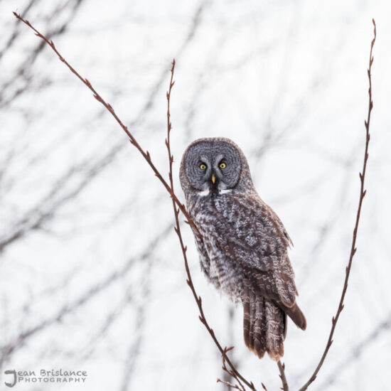 Owl irruption in northern Minnesota brings rare sightings and rising injuries