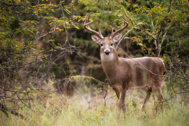 CIDRAP report highlights gaps in CWD testing and human spillover preparedness