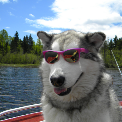 Jim's dog wearing shades