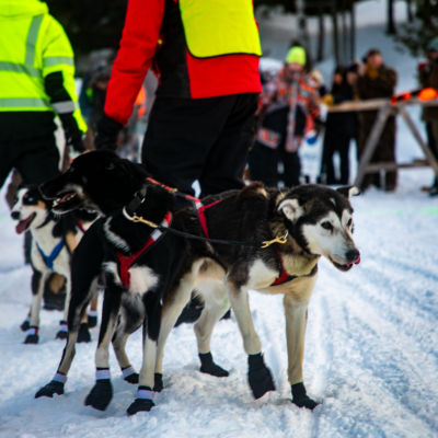 Lead dogs at race start