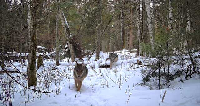 What to know about wolves in midwinter