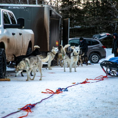 Pre Race Parking Lot Dogs