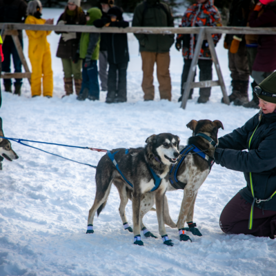 Handler at race start