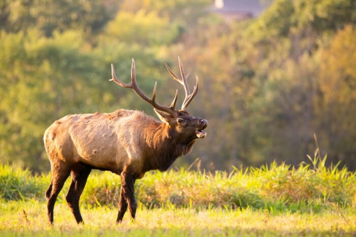 Elk will return to northeast Minnesota in 2026 as restoration plan moves forward