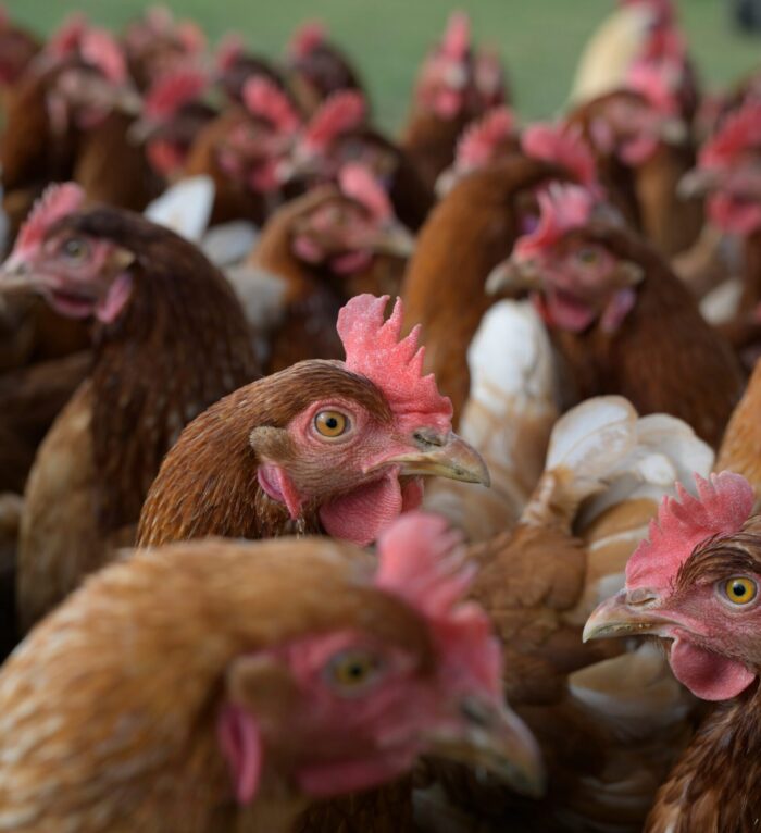 Avian influenza research at University of Minnesota expands to study wildlife species