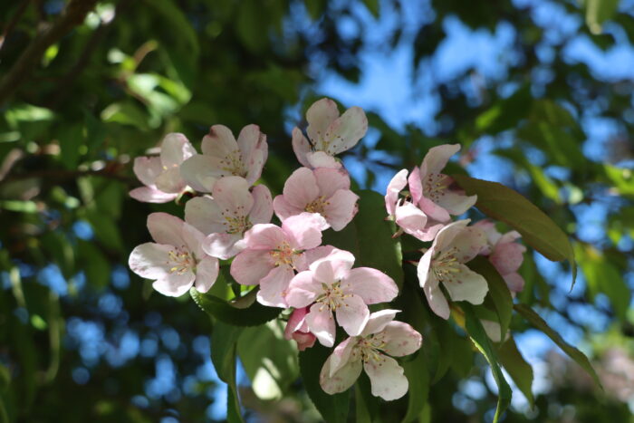 Phenology in action: GES students track nature’s weekly changes