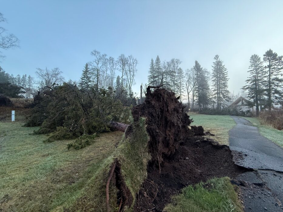 Overnight storm downs trees, disrupts power across Cook County
