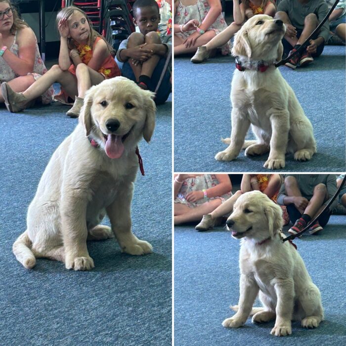Introducing Walter, Birch Grove Community School’s future therapy dog