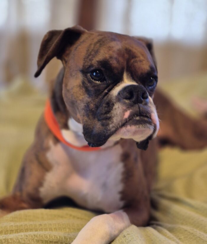 The life of a boxer…with a tail