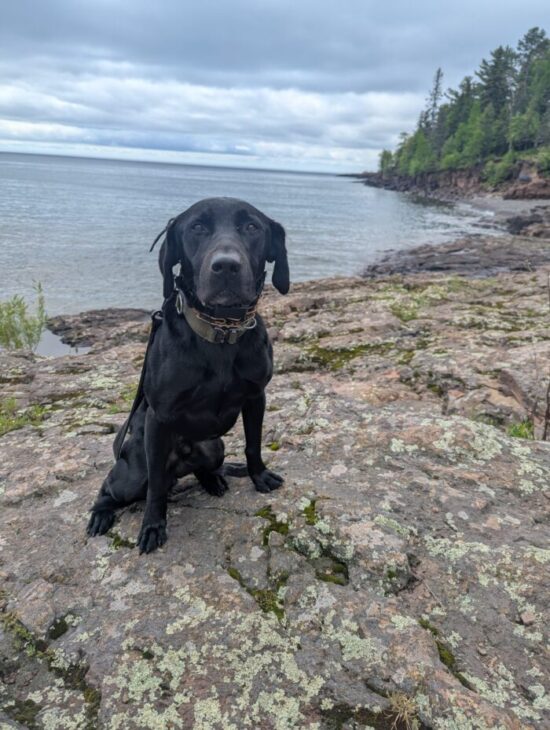 Two Harbors DNR station welcomes new K9 conservation officer