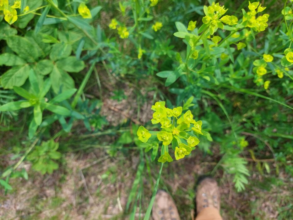 Cook County Invasives team works with National Forest Service to address leafy spurge in the BWCAW