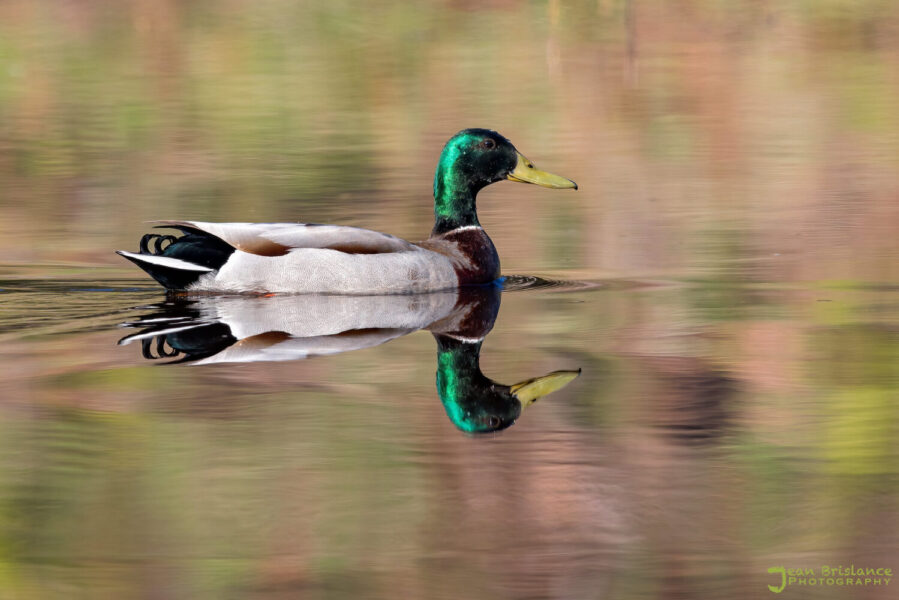 State waterfowl counts reflect changes in habitat