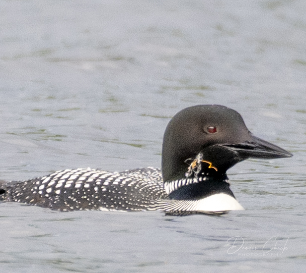 Loons entangled in fishing tackle on two Gunflint Trail lakes
