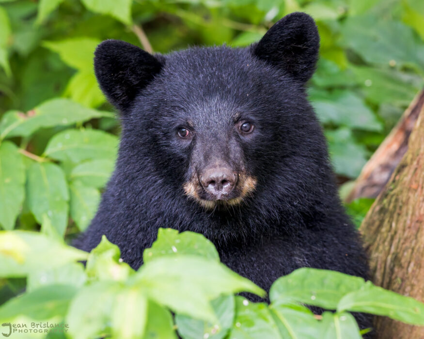 DNR says 2025 was a “great year to be a bear” in Minnesota