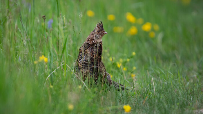 Grouse season off to a slow start, hunters report limited success across northeast Minnesota