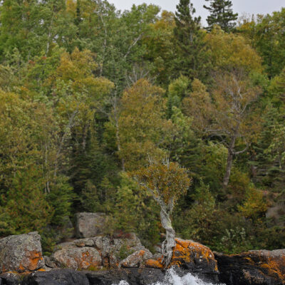 Water view of the Spirit Tree