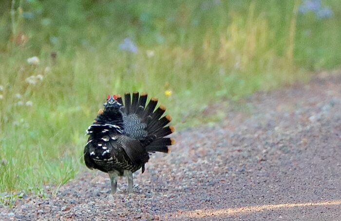 DNR sets spruce grouse limits for 2025 hunting season