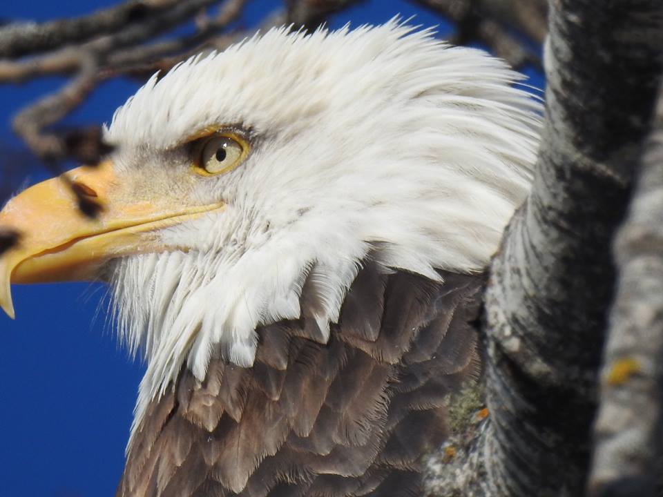 Shorter days and shifting weather spur fall bird migration along the North Shore