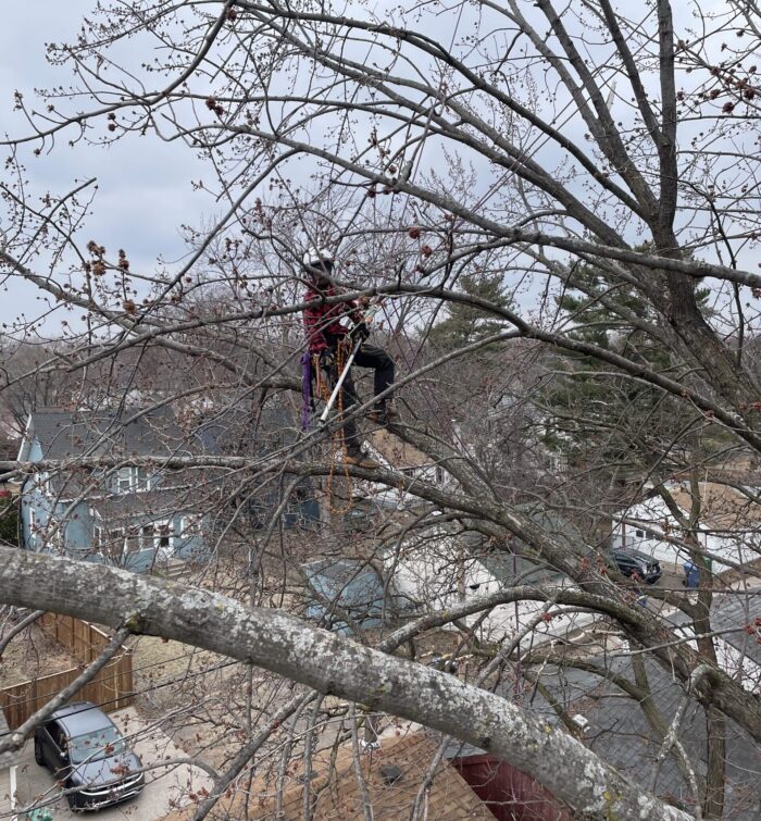 Treewalker Services brings unique approach to tree care in Grand Marais