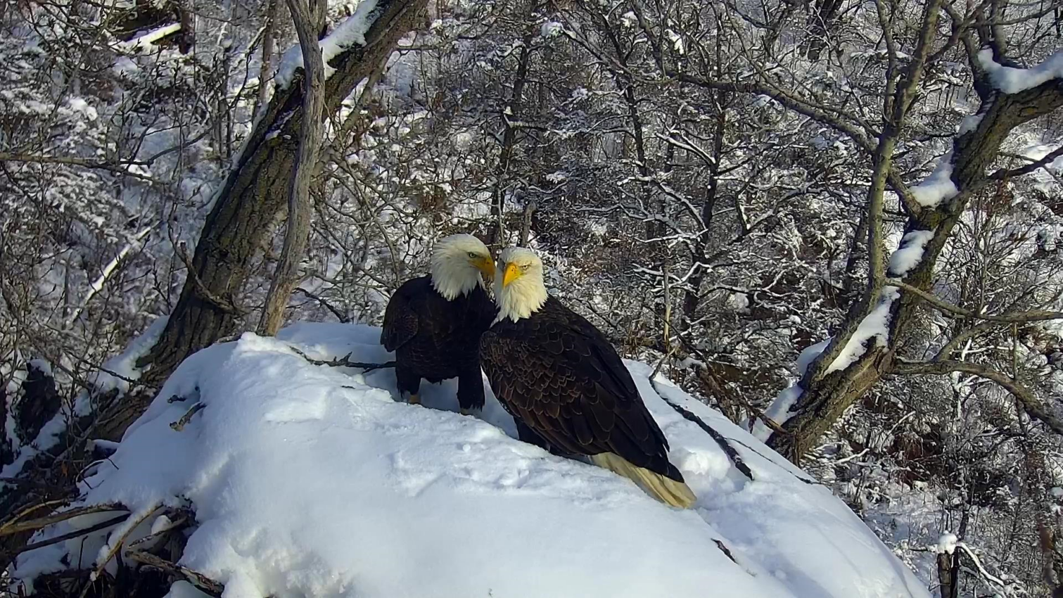 DNR talks winter eagle behavior and population rebound