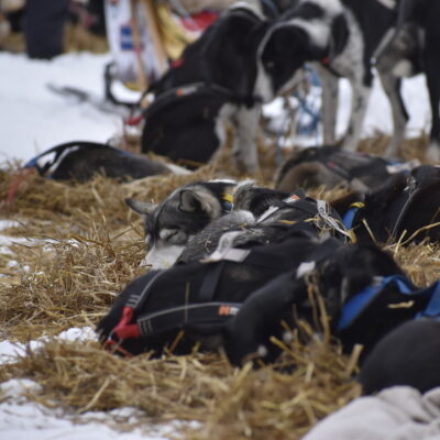 Sled dogs resting