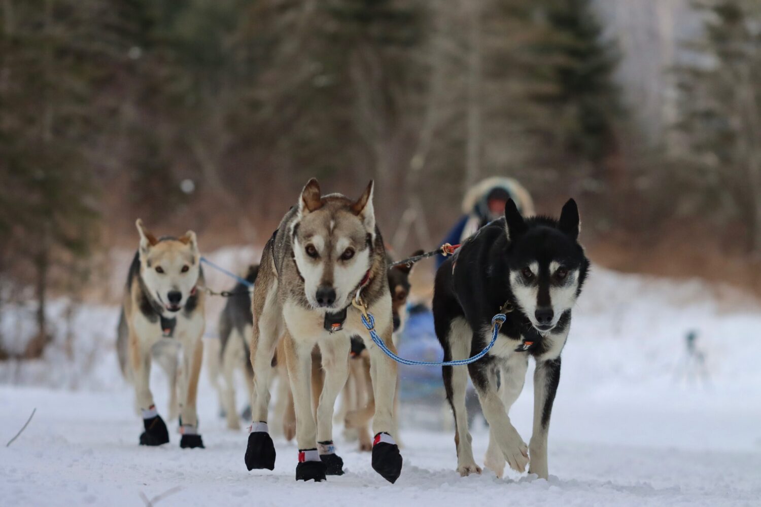 41st John Beargrease Sled Dog Marathon: photos and updates