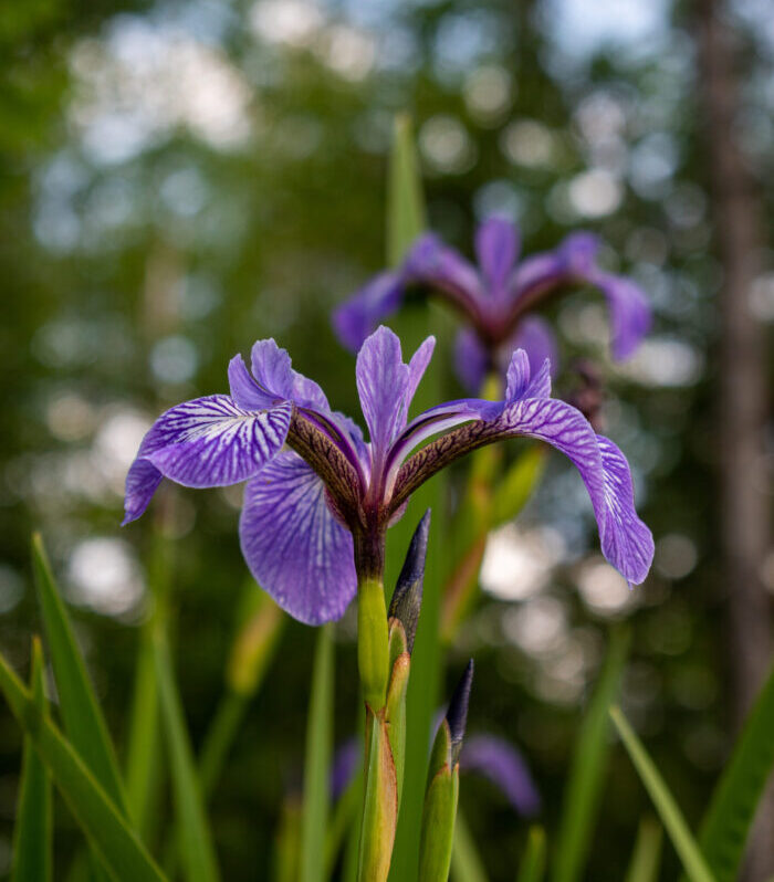 Planning for Spring: Soil and Water plant and tree sales are open