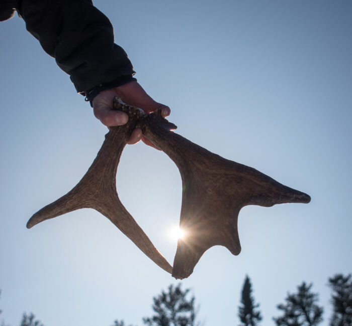 Why moose and deer shed their antlers each winter