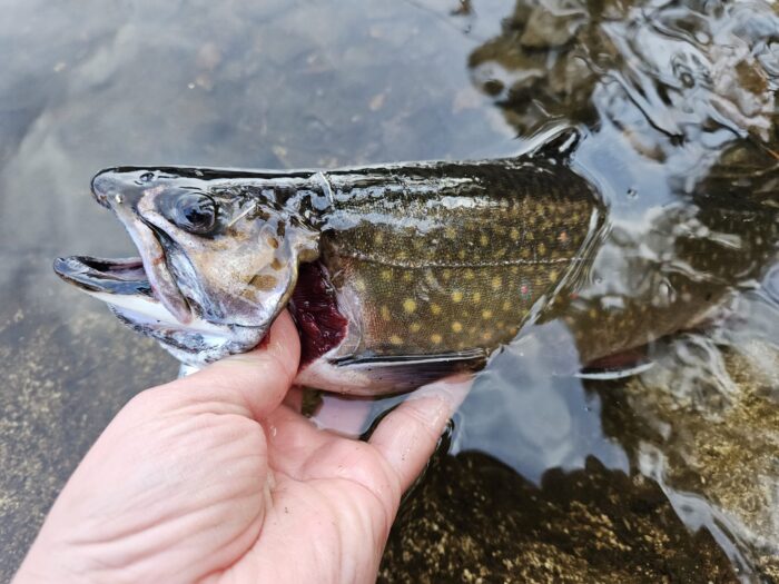 New fish consumption guidelines in northeast Minnesota aim to limit exposure to mercury and PFAS