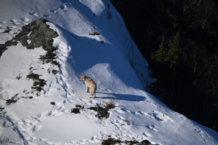 Researchers see similar trend of declining moose in Isle Royale’s winter survey