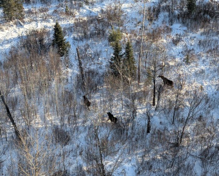 Collaborative Northern Moose Alliance marks first winter collaring juvenile moose