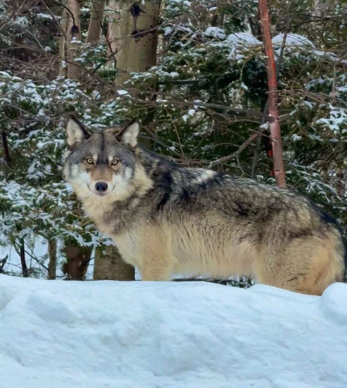 Increased wolf activity noted in Grand Marais, two deer killed in Recreation Park