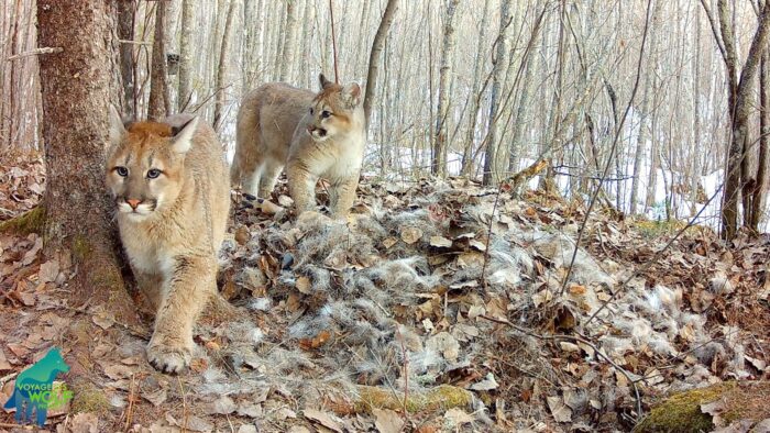Reproducing cougar with three kittens captured on trail camera in northern Minnesota