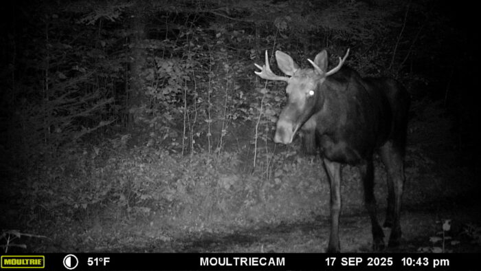 Citizen science trail camera project studies winter tick impacts on moose in northeast Minnesota