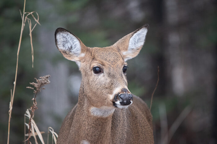 Firearm deer season begins in two weeks, Arrowhead archery harvest remains low