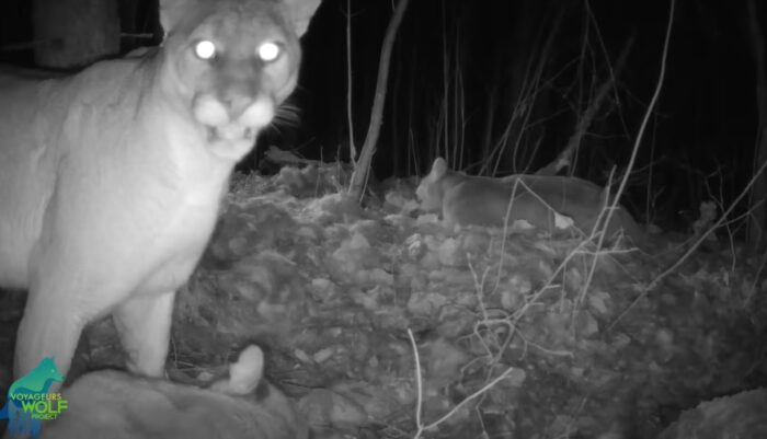 Reproducing cougar with three kittens captured on trail camera in northern Minnesota