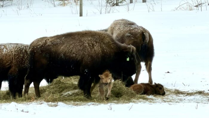 Three years in, Grand Portage bison herd grows as food sovereignty efforts take root