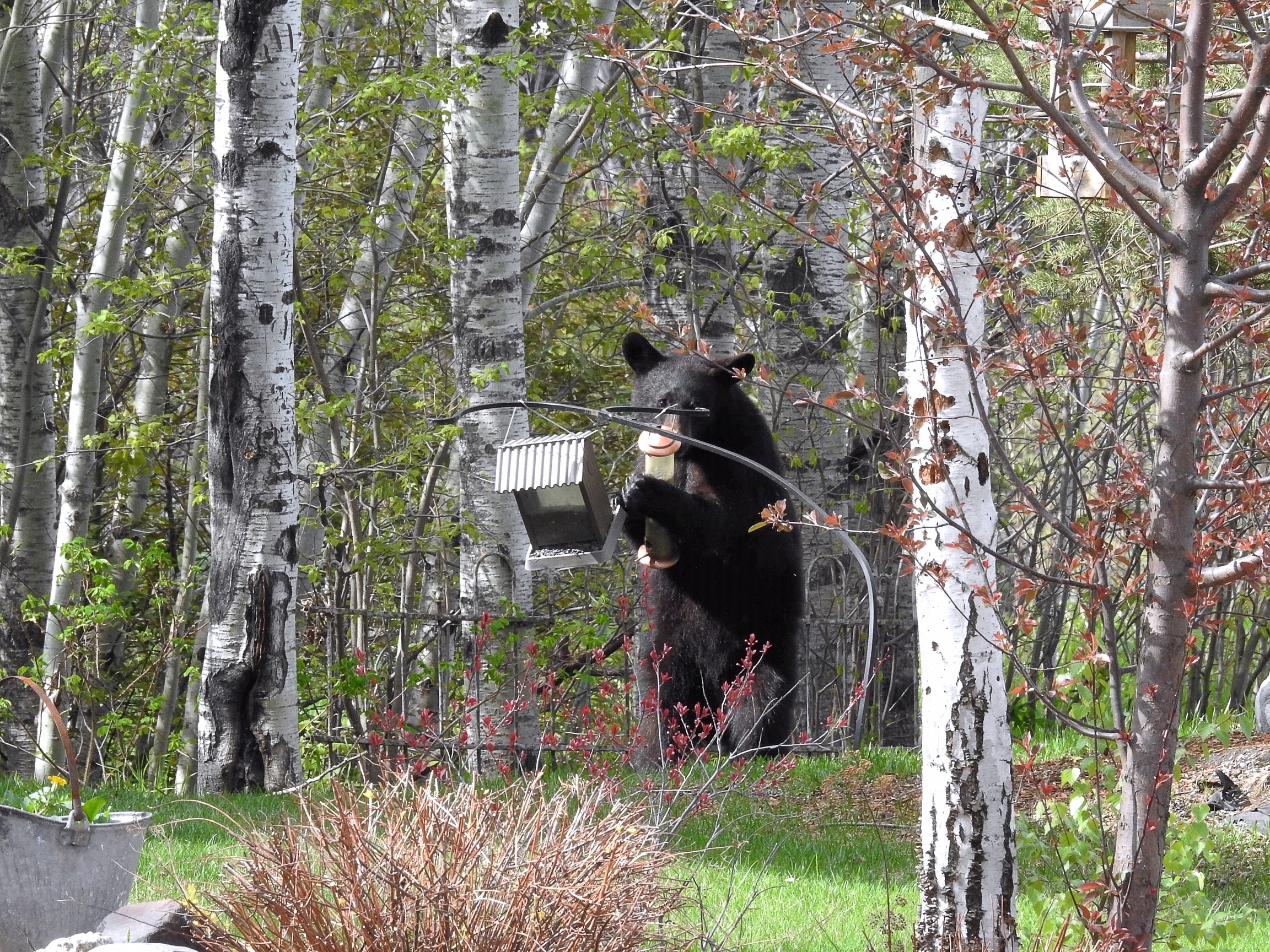 Despite the late green-up, bears are active for Spring