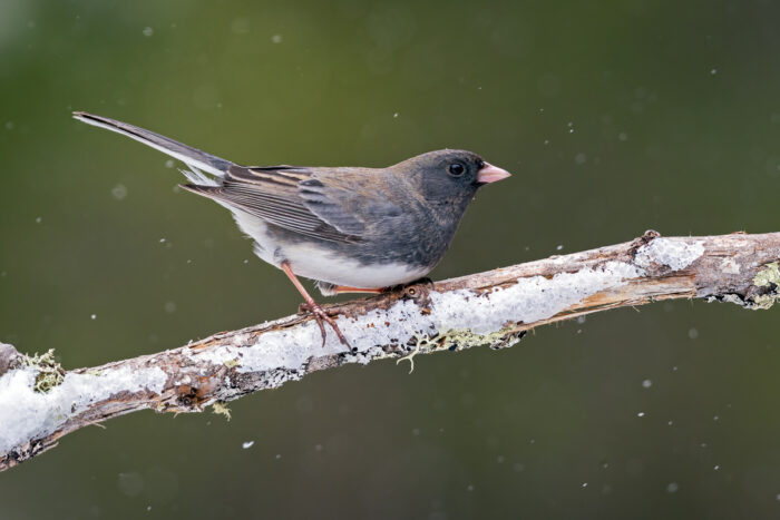 The birds are back in town: how to support spring migrants