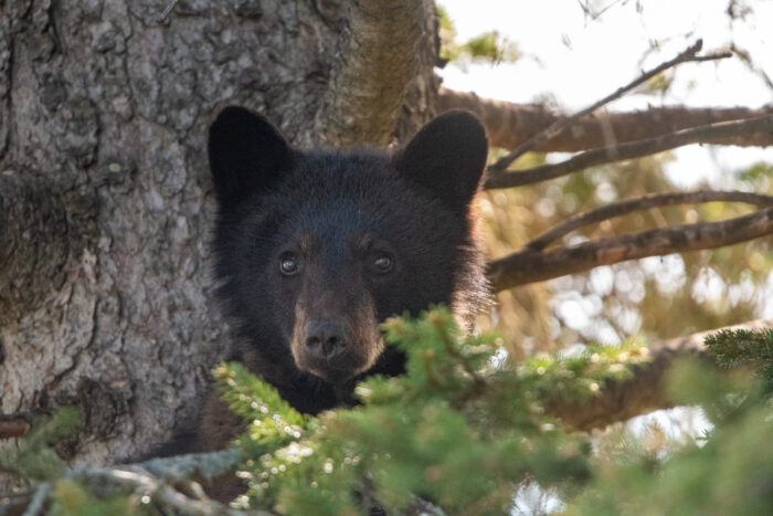 Yearling bear sightings in Grand Marais lead DNR to urge securing bird food and attractants