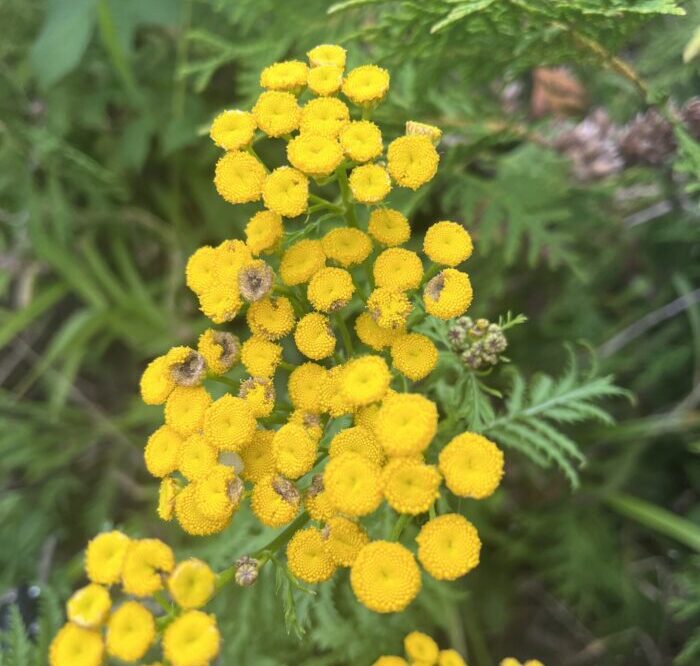 Ag Inspector and Local Weed Inspectors help control noxious weed populations