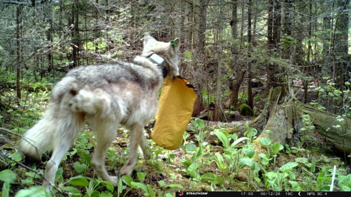 Wolf raids campsites, prompts closures at Isle Royale National Park