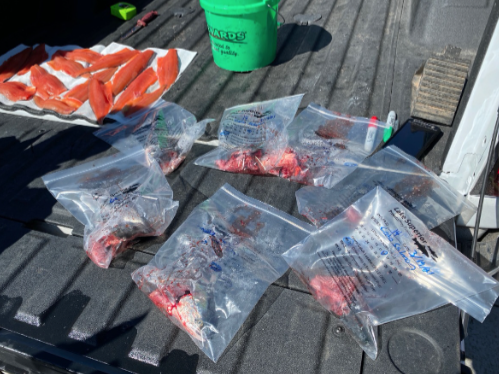 What fish eat can reveal changes in Lake Superior’s food web