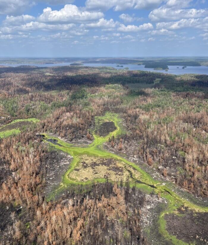 July wildfires leave a mosaic across northern Minnesota’s boreal forest