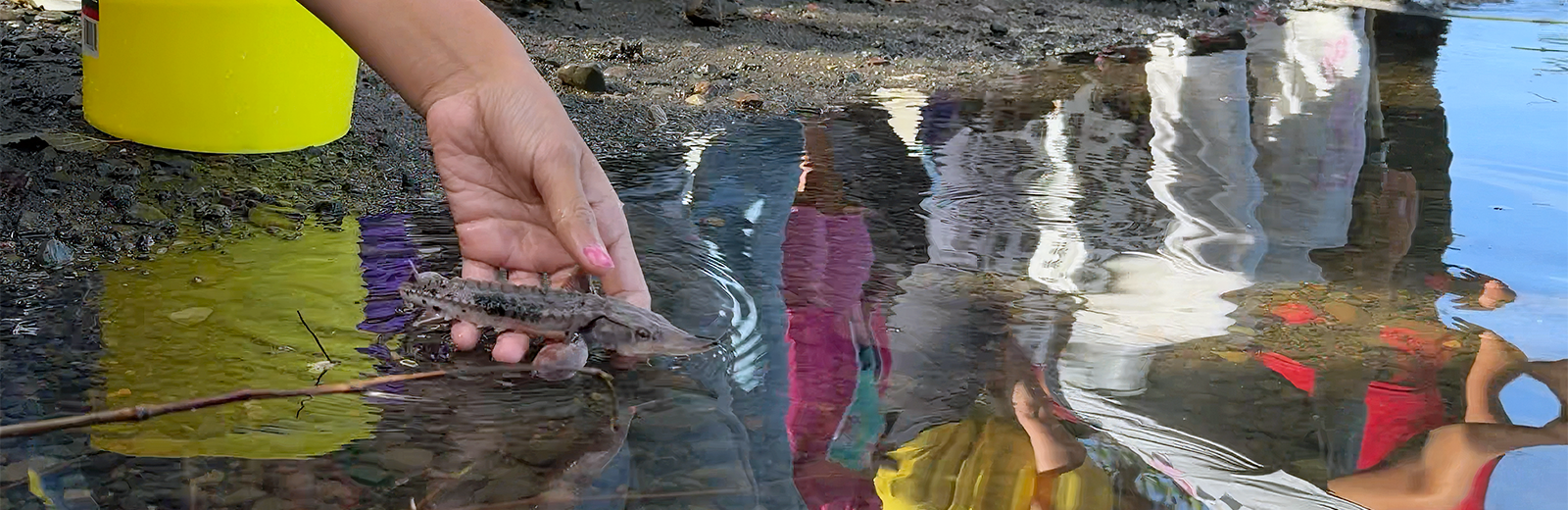 Grand Portage restores lake sturgeon to Pigeon River