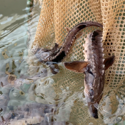 Sturgeon transfer to fisheries truck