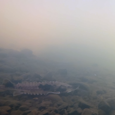 Sturgeon underwater in Pigeon river